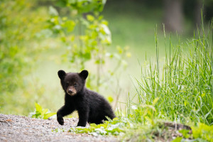 Black Bear - Great Smoky Mountains NP, TN