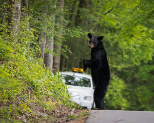 Black Bear - Great Smoky Mountains NP, TN