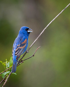 Blue Grosbeak - Great Smoky Mountains NP, TN