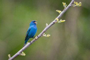 Indigo Bunting - Great Smoky Mountains NP, TN