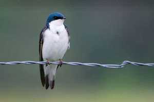 Tree Swallow - Great Smoky Mountains NP, TN