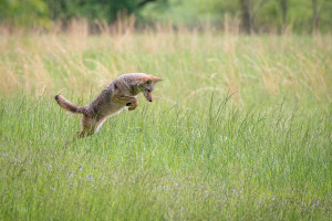 Coyote - Great Smoky Mountains NP, TN