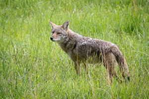 Coyote - Great Smoky Mountains NP, TN
