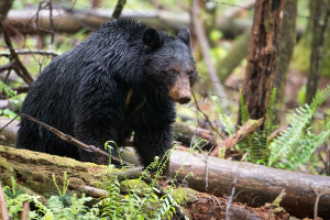 Black Bear - Great Smoky Mountains NP, TN