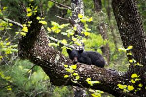 Black Bear - Great Smoky Mountains NP, TN