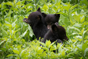 Black Bear - Great Smoky Mountains NP, TN