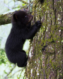 Black Bear - Great Smoky Mountains NP, TN