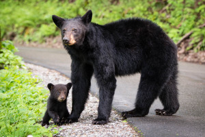 Black Bear - Great Smoky Mountains NP, TN