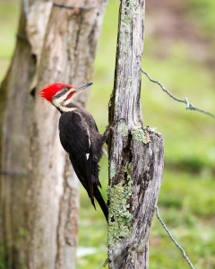 Pileated Woodpecker - Great Smoky Mountains NP, TN