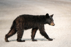 Black Bear - Great Smoky Mountains NP, TN