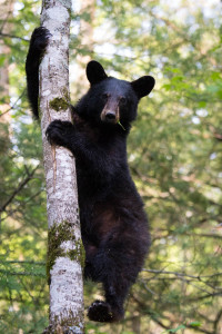 Black Bear - Great Smoky Mountains NP, TN