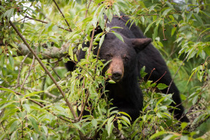 Black Bear - Great Smoky Mountains NP, TN