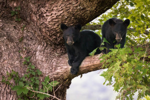 Black Bear - Great Smoky Mountains NP, TN