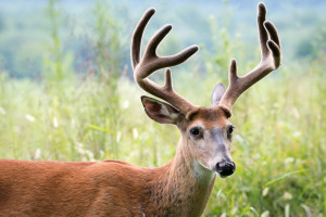 White-tailed Deer - Great Smoky Mountains NP, TN