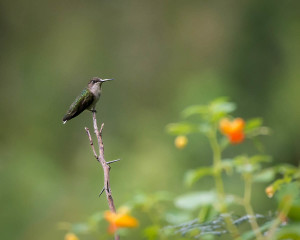 Hummingbird - Great Smoky Mountains NP, TN