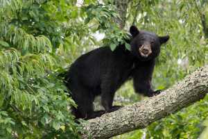 Black Bear - Great Smoky Mountains NP, TN