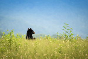 Black Bear - Great Smoky Mountains NP, TN