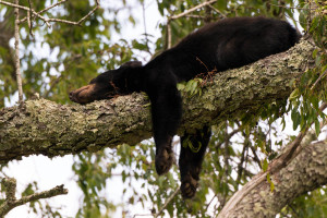 Black Bear - Great Smoky Mountains NP, TN