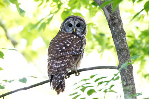 Barred Owl - Johns Creek, GA