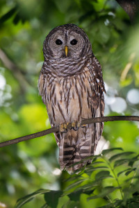 Barred Owl - Johns Creek, GA