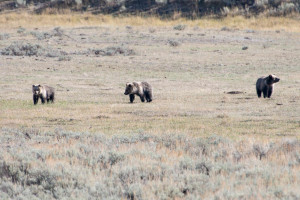 Grizzly Bear - Yellowstone NP