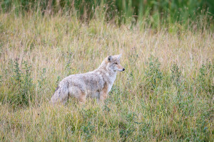 Coyote - Yellowstone NP