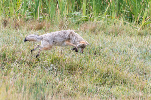 Coyote - Yellowstone NP