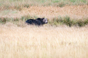 Grizzly Bear - Yellowstone NP