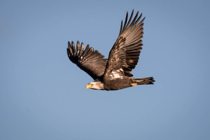 Bald Eagle - Yellowstone NP