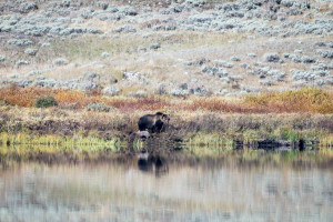 Grizzly Bear - Yellowstone NP