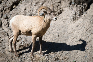 Bighorn Sheep - Yellowstone NP