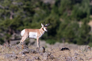 Pronghorn - Yellowstone NP