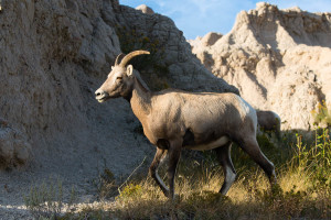 Bighorn Sheep - Badlands NP - SD