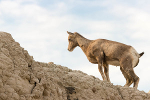 Bighorn Sheep - Badlands NP - SD