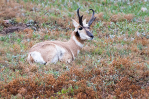 Pronghorn - Custer State Park - SD