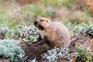 Prairie Dog - Custer State Park - SD