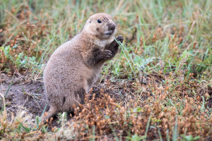 Prairie Dog - Custer State Park - SD