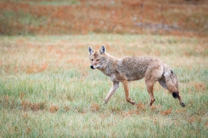 Coyote - Custer State Park - SD