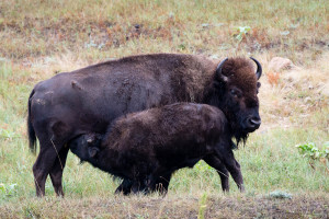 Bison - Custer State Park - SD