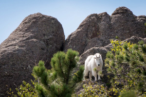 Mountain Goat - Needles Highway - SD