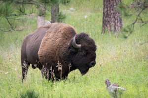 Bison - Custer State Park - SD
