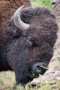 Bison - Custer State Park - SD