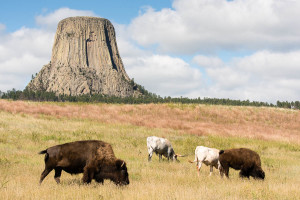Devils Tower NM - WY