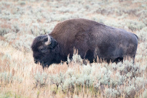 Bison - Yellowstone NP