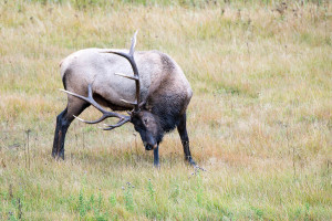 Elk - Yellowstone NP