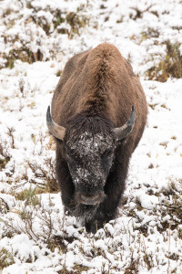 Bison - Yellowstone NP