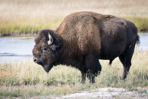 Bison - Yellowstone NP