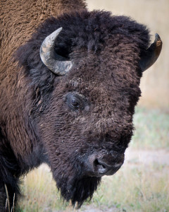 Bison - Yellowstone NP