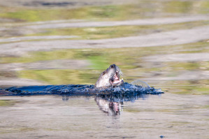 River Otter - Yellowstone NP