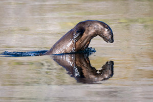 River Otter - Yellowstone NP